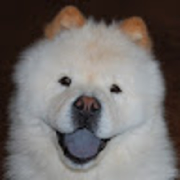 Meet your Posher, Dawn - Picture 1 of 1